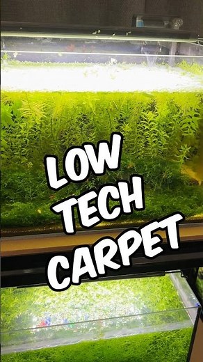 🌿✨ How To Grow A Thriving Low Tech Carpet For Your Planted Aquarium! 🌿✨