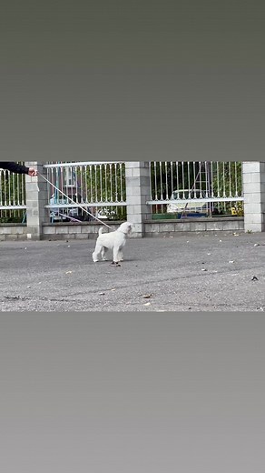 1.6K views · 18 reactions | LA SCALA GENSTAT 1 year old available | Genstat Kennel | Facebook