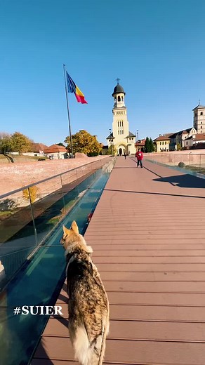 #SUIER #Lup #lupulZen #visitAlba #albaiulia #lupcehoslovac #wolf #cehoslovachianwolf #wolfdog #wolfinstinct #woolfstar #wolfsoul #romania #daculcalator @romania