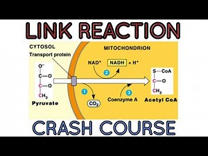 Link reaction in respiratory pathways-an important step between glycolysis and kreb cycle.