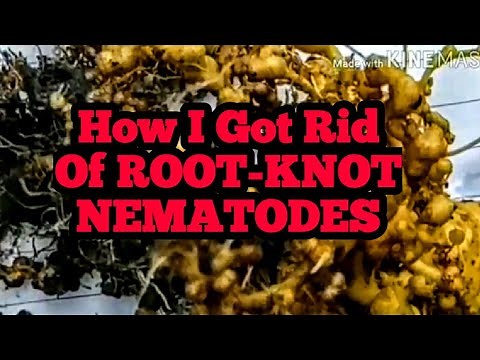 How I Got Rid Of Root-Knot NEMATODES