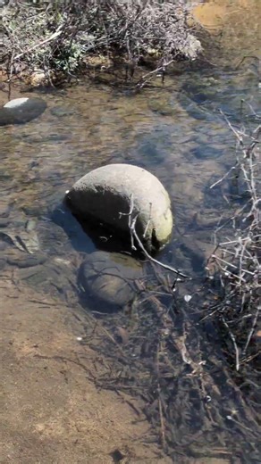 カワムツの稚魚だらけ② 場所：南山城村大河原 農林特産物直売所前