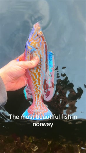 Discover Norway’s Most Beautiful Fish