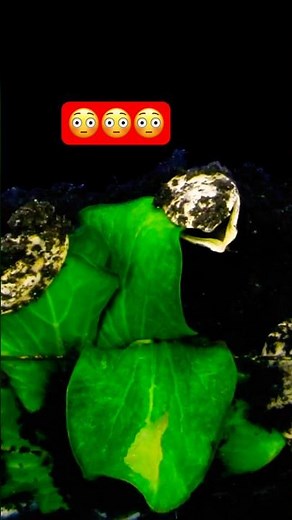 Time lapse of germinating pumpkin seeds