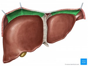 Liver ligaments