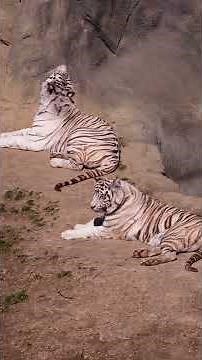 How rare are white tigers? #tiger #whitetiger #naturepbs #pbs