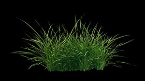 Swinging grass flow in breeze. 3D render. Looping grass moving gently with wind on transparent alpha.