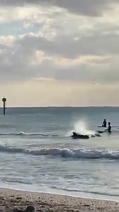 🐬🐬🐬 Wild dolphins hunting in harmony along the beaches of Venice, Florida this past weekend! Video sent in by: Joseph Broz | Meteorologist Nash Rhodes