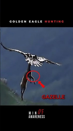 Bald Eagle Hunting vs Golden Eagle Hunting 🦅🔥 #baldeagle #goldeneagle #wildlife