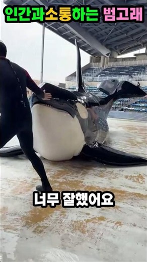 "바다깡패" 감정표현을 소리내고 젤리 폭풍 먹방하는 귀여운 범고래 🐳✨ #야생동물 #자연다큐 #animals