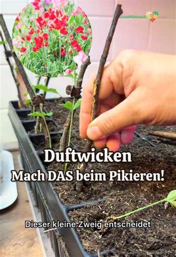 Duftwicken gehören jedes Jahr in den Garten