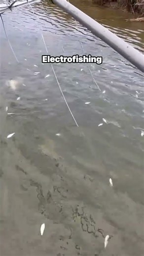 Electrofishing- Largemouth Bass and Threadfin Shad 🎣🐟