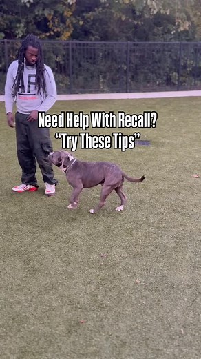 Struggling With RECALL廊 Let’s Fix It‼️Try These Tips #recalltraining #offleash #xlpitbull #recall #bluebrindle #obediencetraining #dogtips #dogtrainer #trending #atlantadogtrainer #fyp | Allfocusdogtraining | Facebook