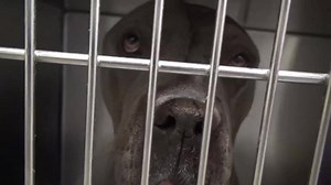 150 reactions · 161 shares | FOE-FIVE is so beautiful. He came in...