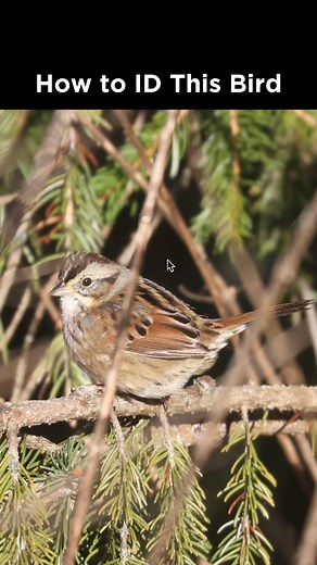Swamp Sparrow identification example | LycoBirds | Facebook