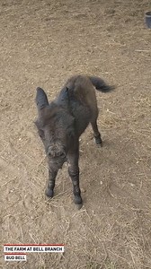 35K views · 956 reactions | This baby miniature donkey is the latest addition to The Farm At Bell Branch and he sure is adorable! | The National Desk - TND | Facebook