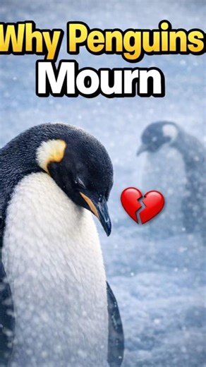 Why Penguins Mourn After Losing a Partner 💔Part 2