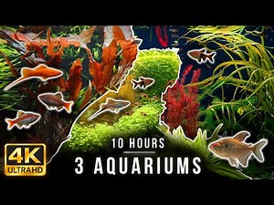 10-Hour 4K Aquarium | Tropical Fish, Southeast Asia Biotope & Real Water Sounds for Sleep & Study