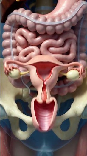 How Menstruation Starts | Female Period Explained (3D Animation)