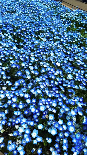 Hitachi Seaside Park, Ibaraki, Japan