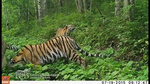 55K views · 5.3K reactions | #ThrowbackThursday A few months ago we shared this beautiful footage of no less than FOUR Amur tigers. Hope it puts a big smile on your face today. Fact: the Amur tiger is the largest and heaviest big cat in the world. #DoubleTigers | WWF UK | Facebook