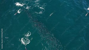 Top Down View Of Bottlenose Dolphins Hunting Mullets In New South Wales, Australia - Drone Shot
