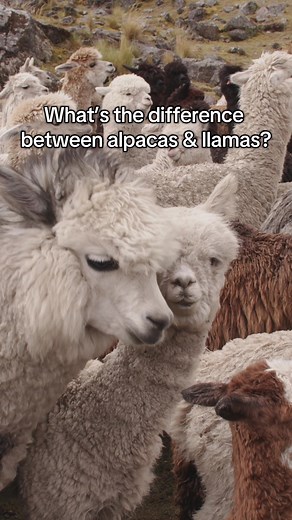 Alpacas vs Llamas: Key Differences Explained