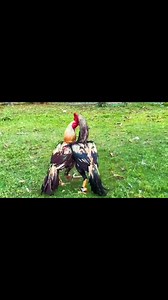 Java Vs java 🔥 #photography #viralreelschallenge #foryoupageシforyou #fbreelsfypシ゚ #foryoupageシ #aseellovers #vairalvideo #photgraphy #everyoneシ゚ #aseelmurga | Makhsus Ul Karim