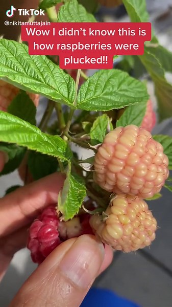 Exploring the Process of Harvesting Raspberries