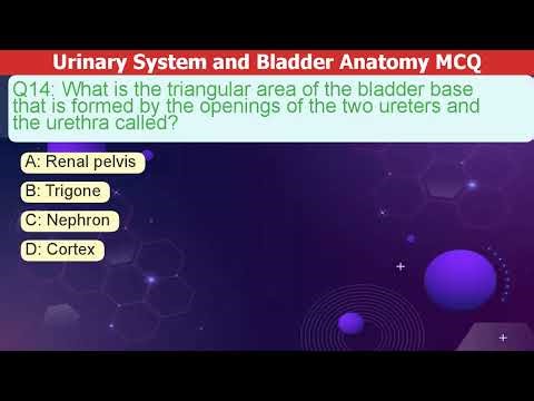 Urinary System & Bladder Anatomy MCQ Practice