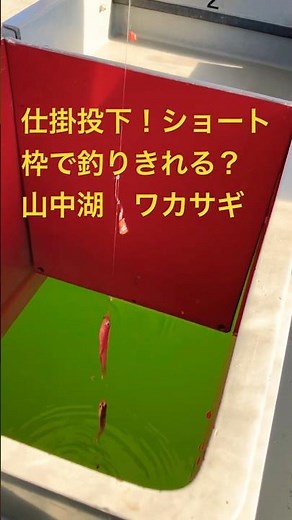 小型ドーム船でワカサギ釣り in 山中湖 #ワカサギ釣り