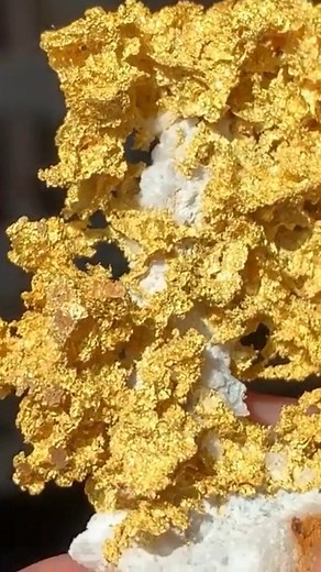 Absolutely Stunning Piece of Native Gold on a Quartz Matrix #gold #crystallizedgold #quartzmatrix #quartzgold #fyp | Goldbay Private Reserve