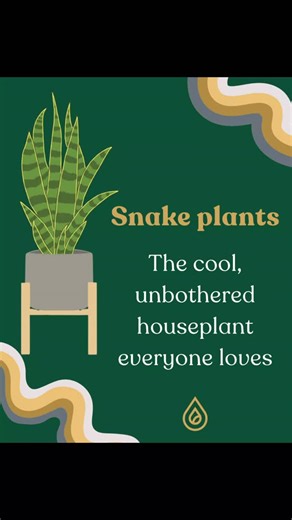 The Lab Belfast on Instagram: "🌱 Why everyone loves Snake Plants 🌱 Low effort. High impact. Snake plants are the ultimate houseplant icon 🪴 Care tips (easy mode): • Light: bright indirect light, but tolerates low light • Water: only when soil is completely dry • Soil: well-draining mix • Temp: keep warm, no cold drafts • Bonus: they love being a bit root-bound ⚠️ Pet parents: mildly toxic if chewed #SnakePlant #EasyHouseplants #PlantLovers #Belfast"