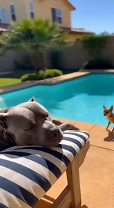 I’ve never seen a video represent introvert vs. extrovert so perfectly. #FunnyDogs #DogHumor #Zoomies #DogMeme #PitbullLove #ChihuahuaLife | Elsa Natacha