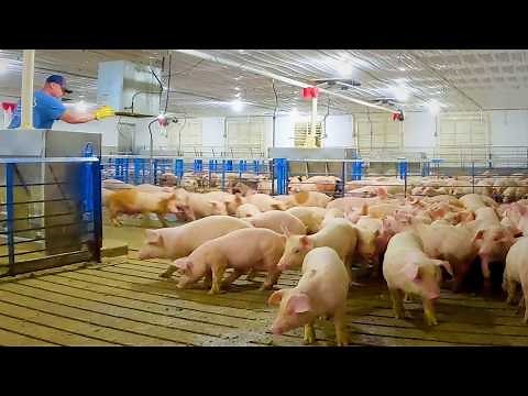 Loading Out 4 Loads of Feeder Pigs | Start to Finish