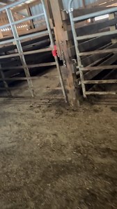 Don’t forget bred cow sale Friday 2/6 at 6:00 pm est. Here’s a little preview of some of the cows submitted for sale. | Mid-Kentucky Livestock Market, LLC