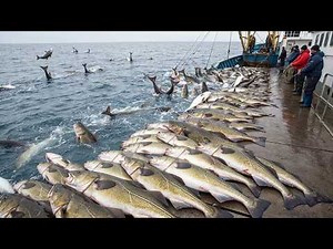 The Most Insane Fishing Day – Thousands of Cod, Octopus & Snow Crabs Pulled Up in Minutes