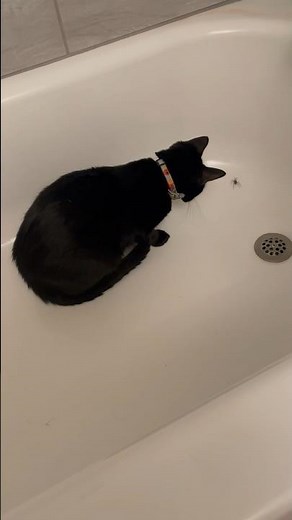 Cat eating spider