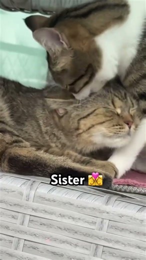 The Sweetest Cat Bond Ever 🐱💕 #cats