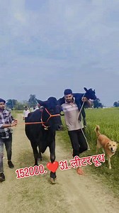 #viral #video #desi yashpal yadav ❤️ | Yashpal Yadav