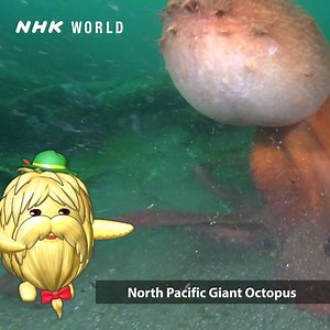 A natural history show that's a huge hit with families in Japan is now set to go global! https://www.nhk.or.jp/nhkworld/en/vod/darwin/20170902/ | NHK WORLD-JAPAN