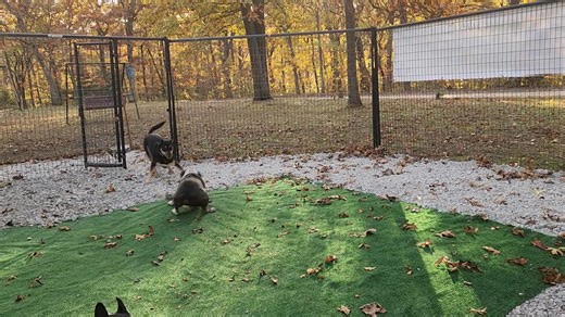 Turf and gravel for this area has been approved by our quality control team! | Lake Vibes Canine Boarding, LLC