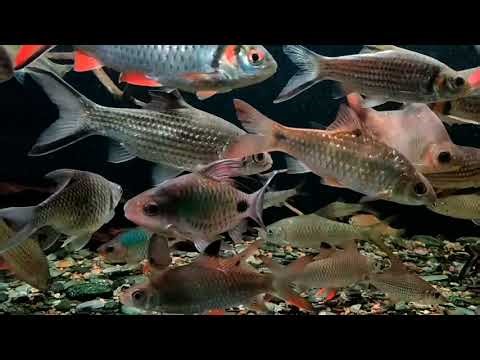 Dawkinsia filamentosa (Filament Barb)