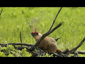 When Arrows Collide, Varmint Eliminator