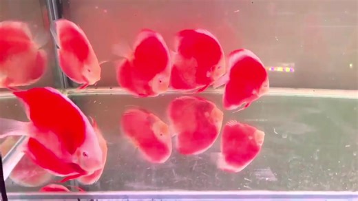 We have a massive of discuss arriving this week anyone interested in this high end #cichlids #discus #discusfish drop us a message to reserve yours now.