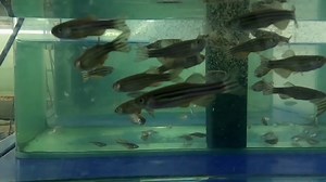 Accumulation and Distribution of Fluorescent Microplastics in the Early Life Stages of Zebrafish