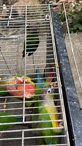 3rd day recall. | DENR Certification of Wildlife Registration (CWR) No. R4A-CWR-2017-CAV-046 | Eboy Sabater's Aviary