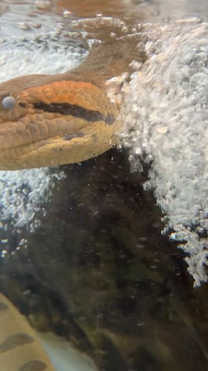 113K views · 1.1K reactions | Who Else Loves Anacondas?!  #anaconda #animals #reptile #reels | The Reptarium | Facebook