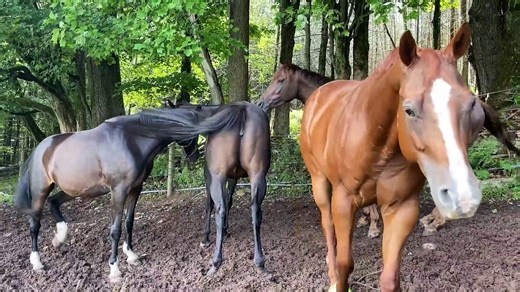 Horse Opera - Trailer (English) HD