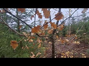 Koivun jättäminen taimikonhoidossa istutettuun kuusimetsään